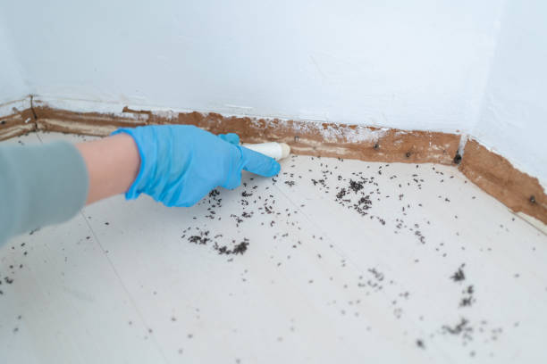 Best Commercial Pest Control Services  in Great Neck Plaza, NY